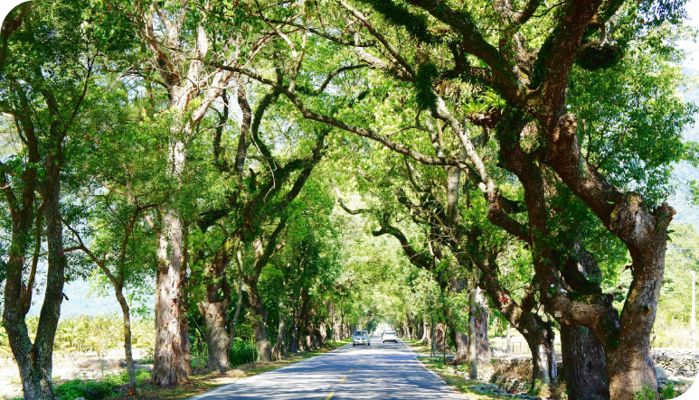 Wuling Green Tunnel