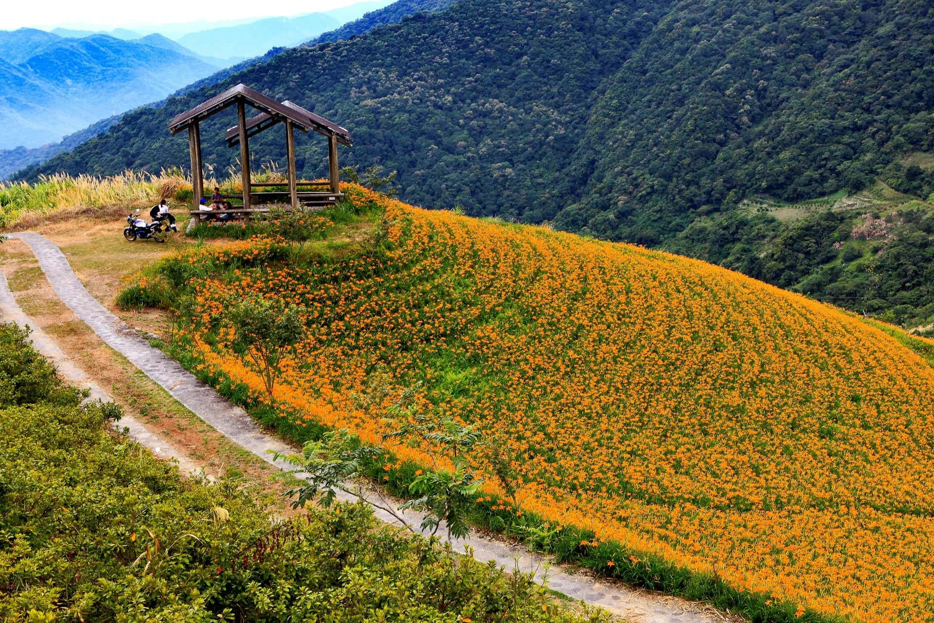 Taimali Daylily Mountains