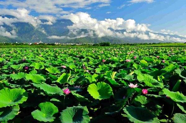 大坡池濕地之美