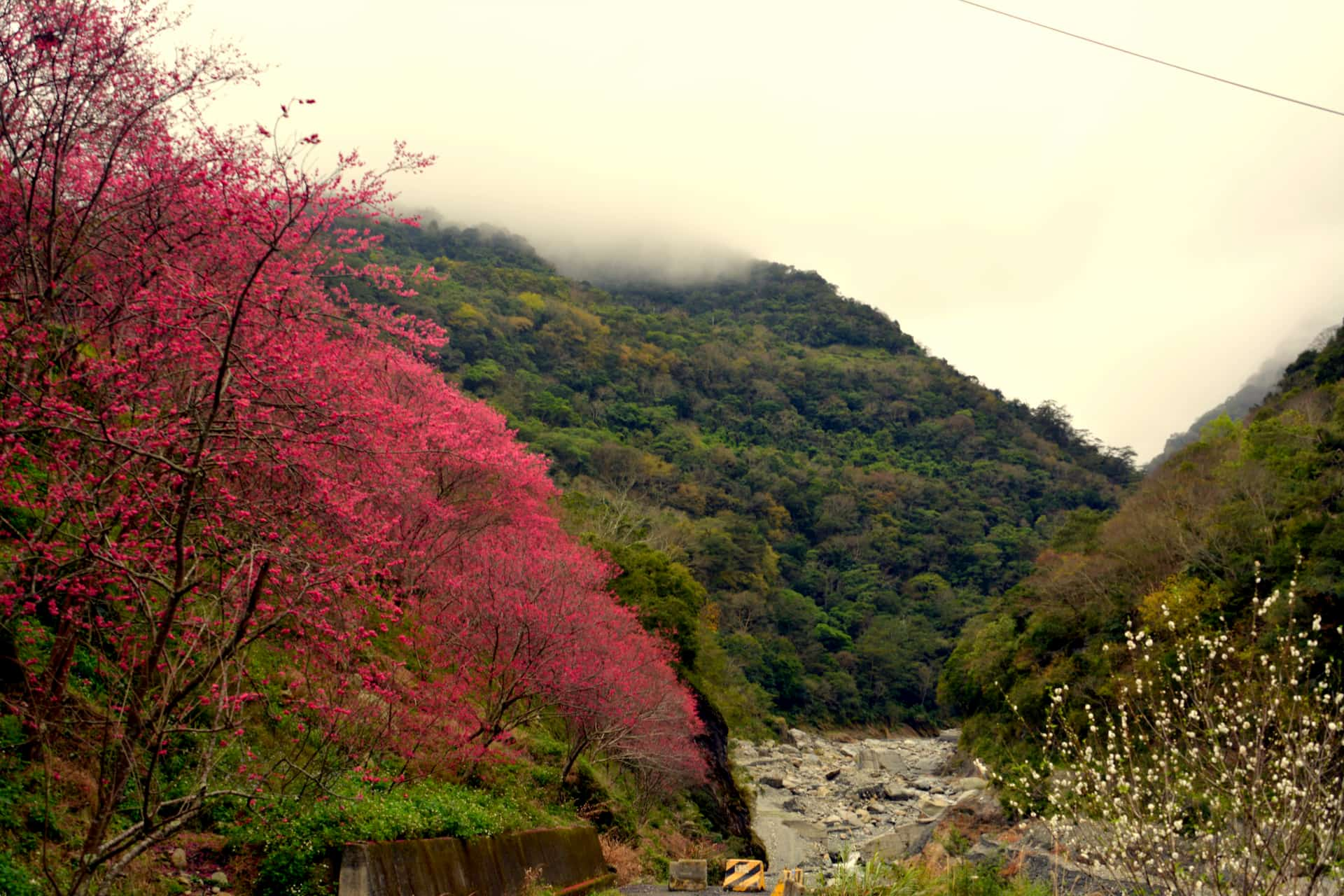 霧鹿峽谷