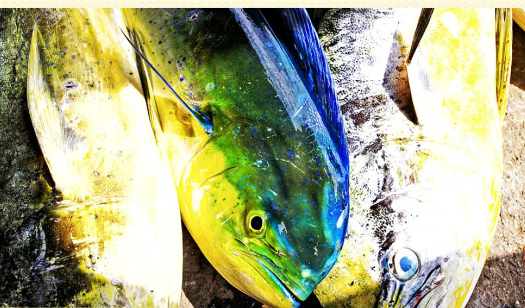 Mahi-mahi