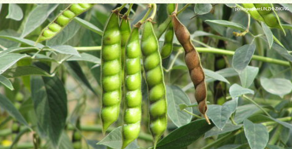 Pigeon Peas - The power of warrior