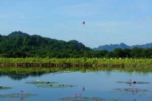 三箇所目：鹿野癒しの風景—新良濕地（新良湿地）