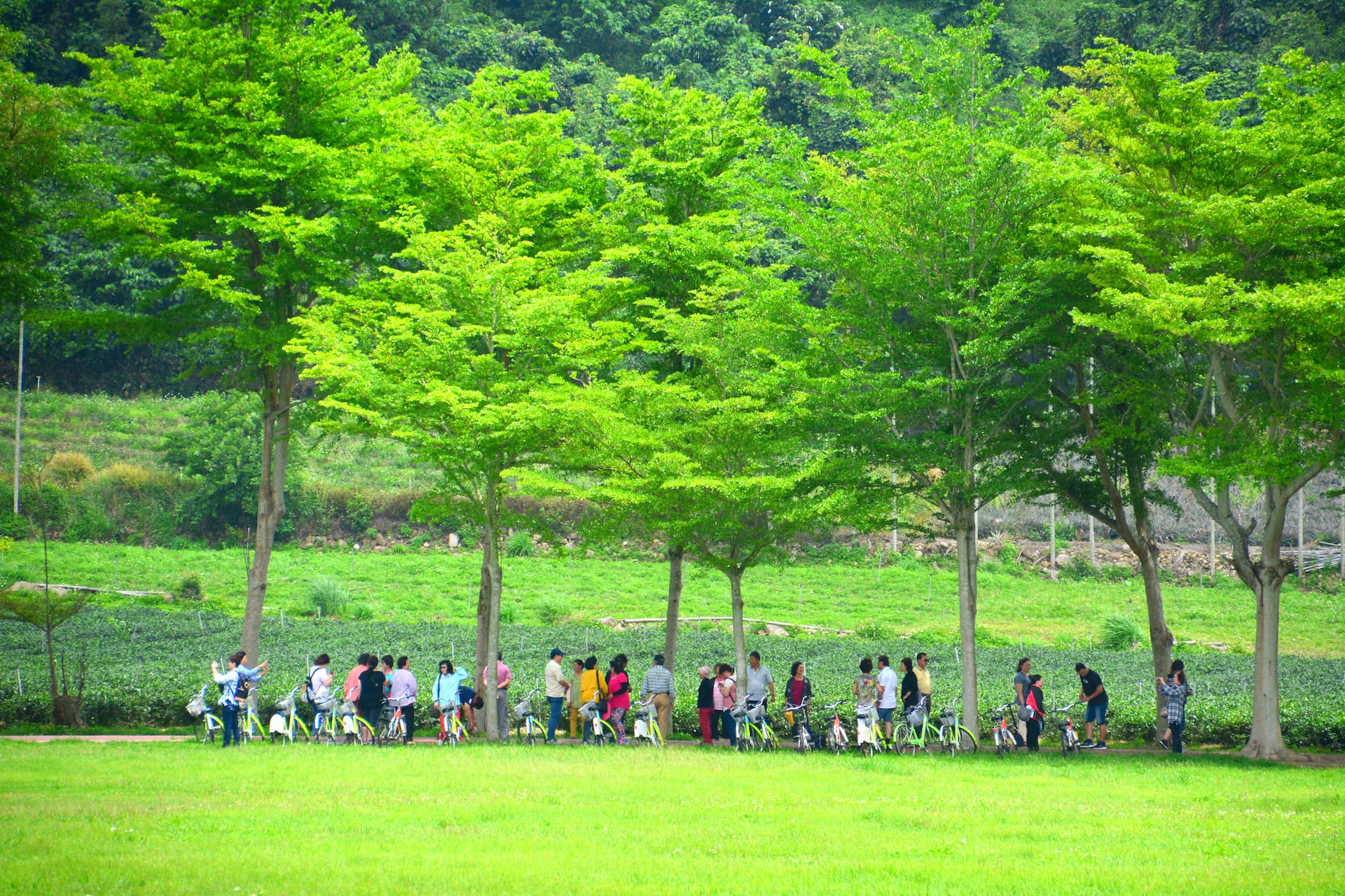 3rd Stop Jade Green Tea Village: Longtian Village