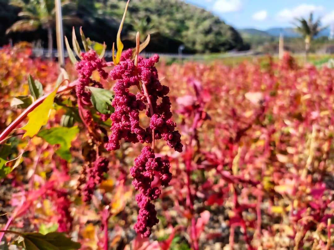 Walk into the Colorful Sea of Red Quinoa Blossoms - Jinfeng Township ...