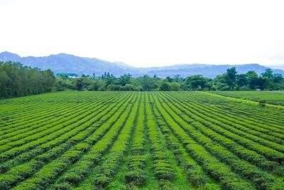 レモン果茶手作り体験教室 ドライレモン果茶