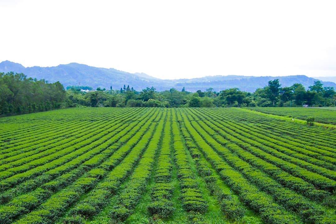 林旺製茶廠2@baohongtea レモン果茶手作り体験教室 ドライレモン果茶
