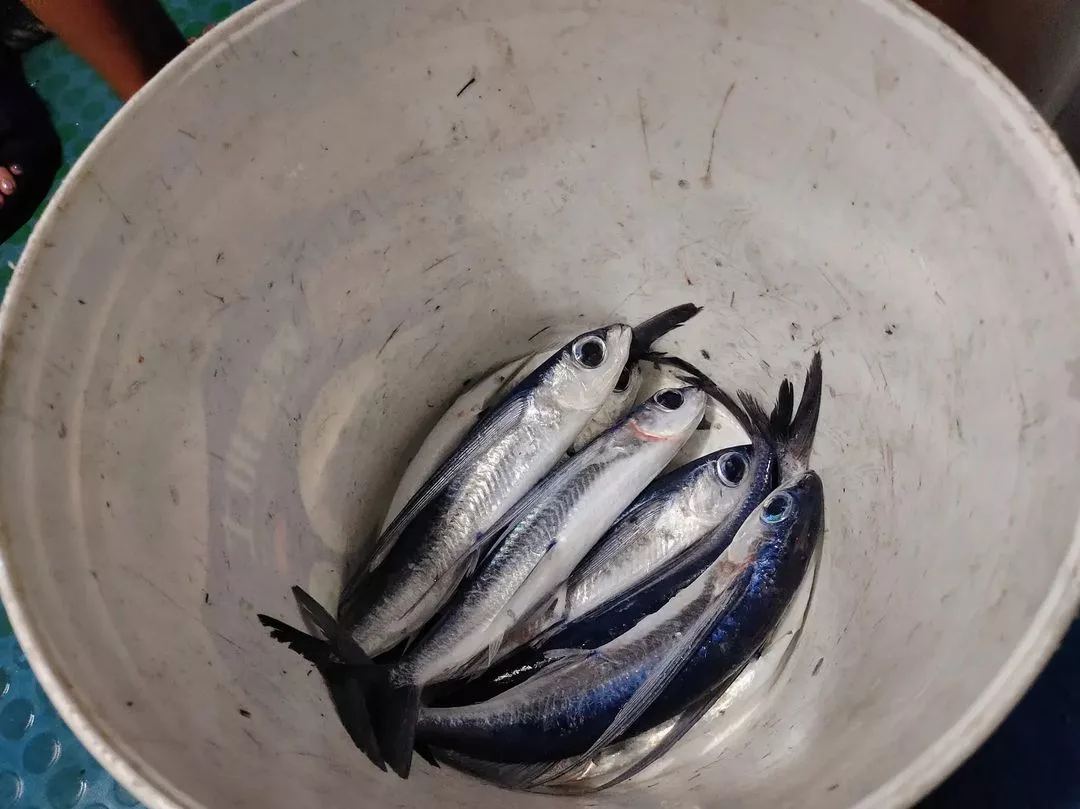 夜撈飛魚3okyu An1230