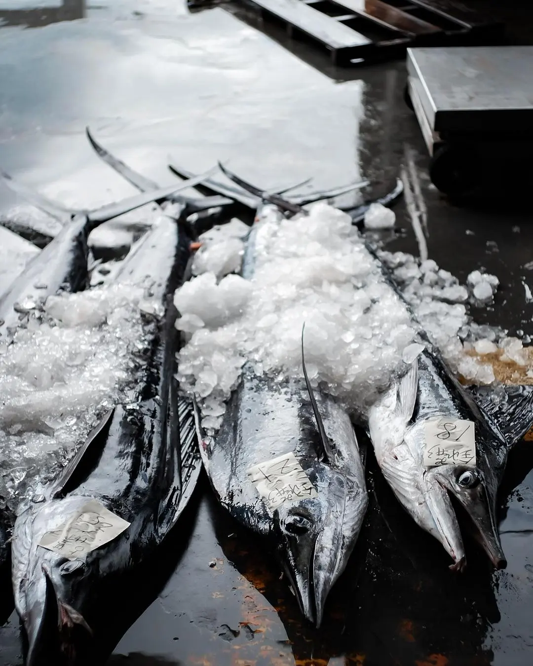 The Interweaving Of Taitung's Marlin And Marine Culture(1)