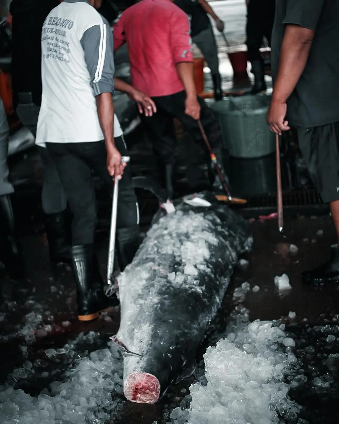 The Interweaving Of Taitung's Marlin And Marine Culture(2)