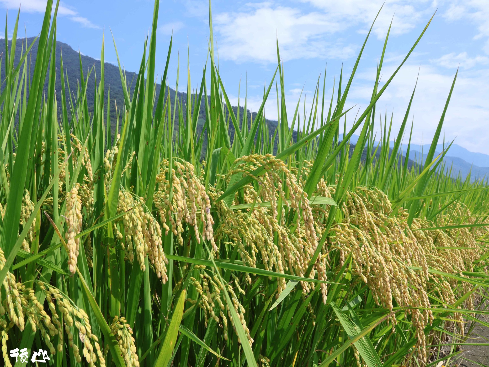 梓園碾米工廠 Zi Yuan888