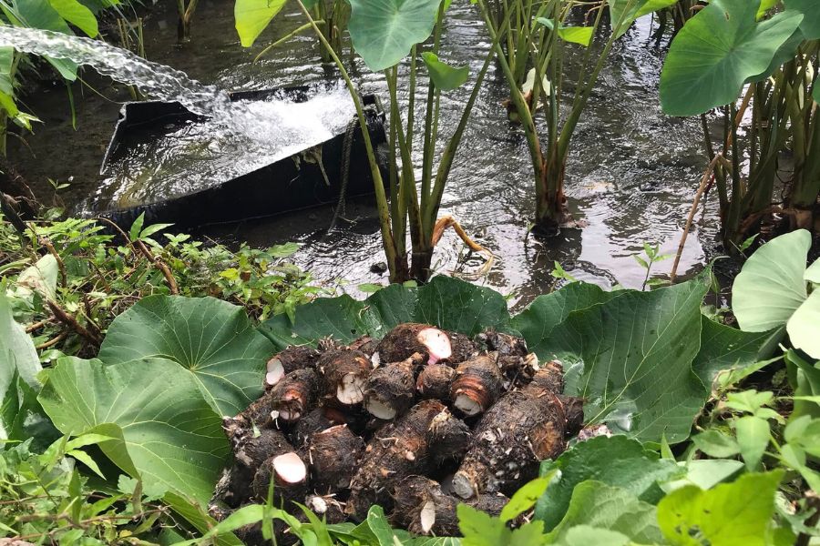 蘭嶼魚尾人手作工坊 (3)