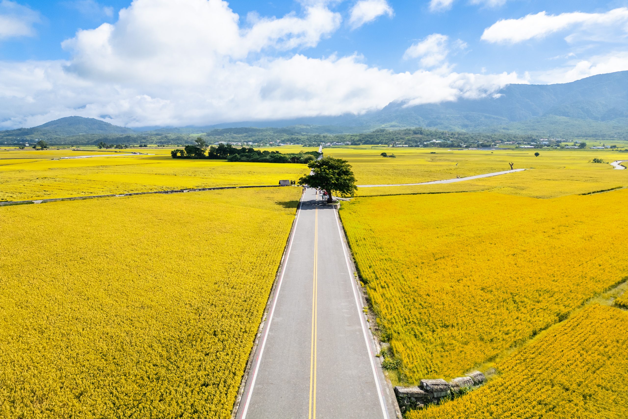 Agricultural Experience