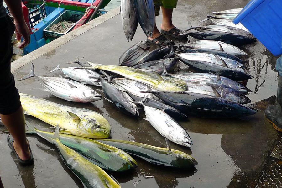 Fish For V2 fish_for_v2