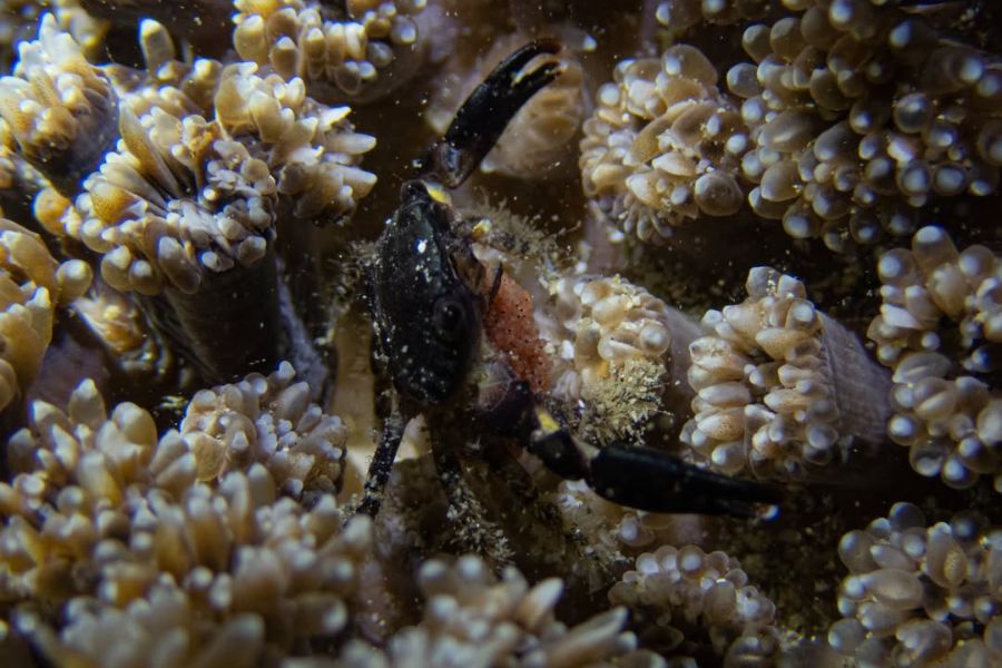台東緑島のカニ保護総動員 陸ガニとヤドカリの帰路を守る