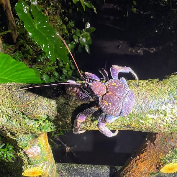 Lucanidaeviva lucanidaeviva