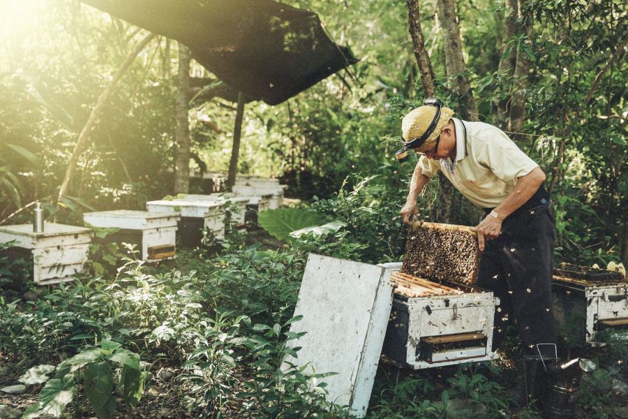 Chisang Honey Bee 1