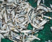 Codlet Taitung 3
