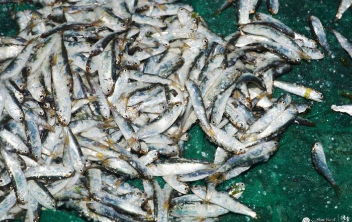 Codlet Taitung 3