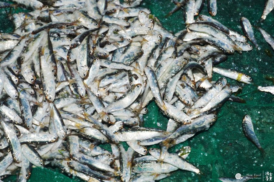 Codlet Taitung 3