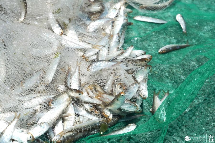 Codlet Taitung 4