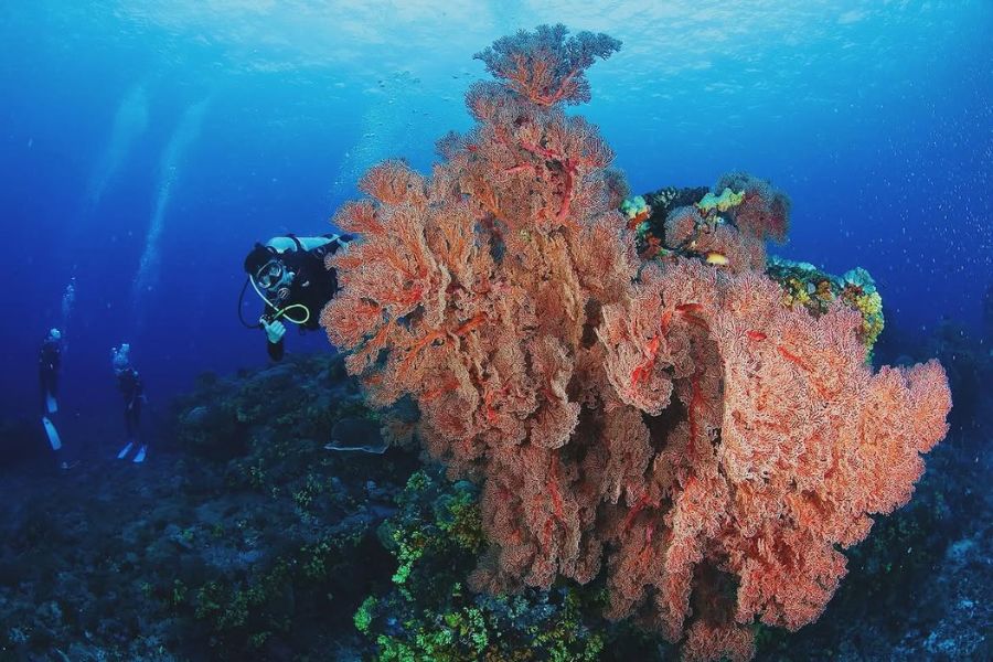 台東沖・緑島のサンゴ再生調査でサンゴ群を観察するダイバー、2025年