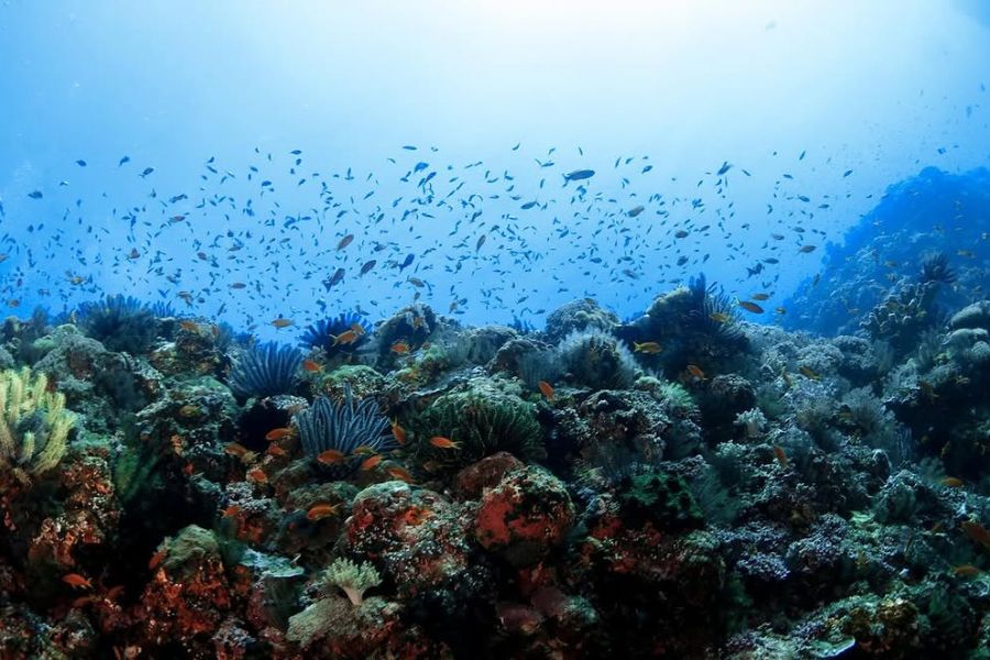 台東沖・緑島のサンゴ礁を泳ぐ魚の群れ