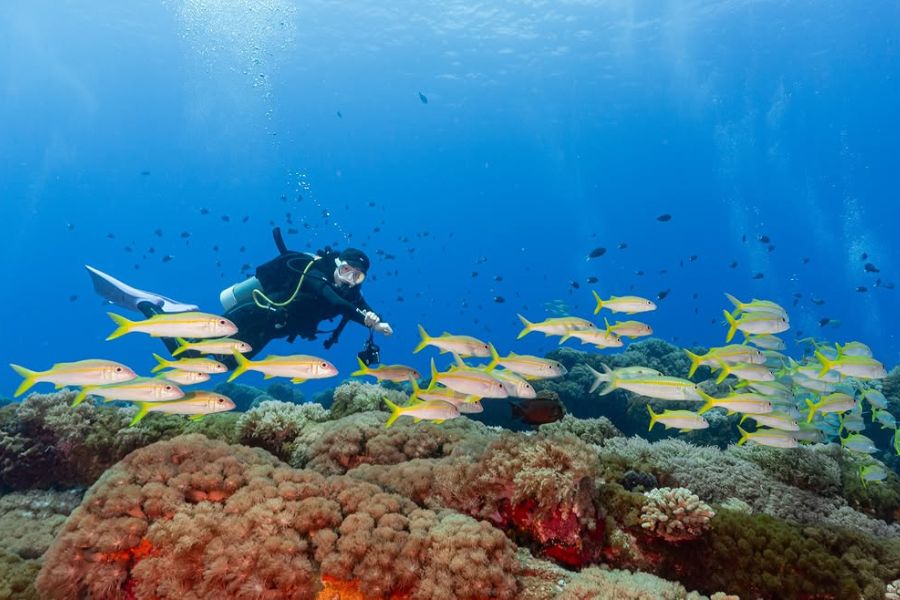 台東沖・緑島のサンゴ礁で黄色い魚の群れと泳ぐダイバー