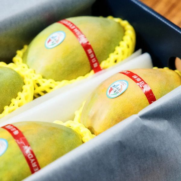 Mango C Boxed Summer Snow mangoes with variety-rights certification stickers from Sun Farm, Taitung, summer 2026