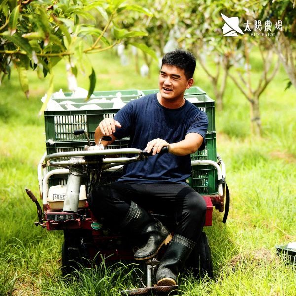 Mango D Farm worker transporting harvested Summer Snow mangoes by tricycle cart at Sun Farm, Taitung Rift Valley, summer 2026