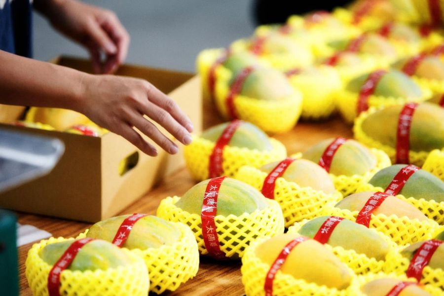 Mango F Sun Farm worker hand-packing Summer Snow mangoes into gift boxes in Taitung, summer 2026