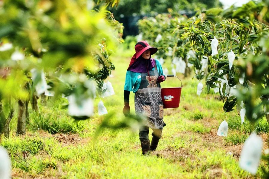 Mango H Farm worker walking through a Sun Farm mango orchard in the Taitung Rift Valley with individually bagged Summer Snow mangoes, summer 2026