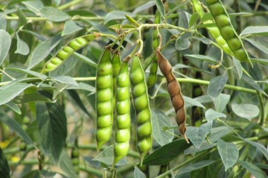 Image1 5 Pigeon pea pods, some green and some dried brown, hanging on the plant in Daren Township, Taitung