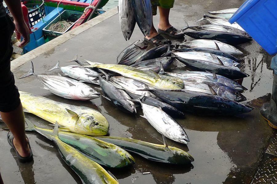 Mahi-mahi and tuna caught by handline laid out on the pier at Fugang Fishing Harbor, Chenggong, Taitung