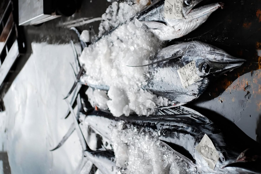 Tagged tuna and billfish packed in ice at the Fugang Fishing Harbor auction floor, Taitung