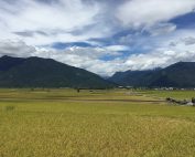 台東・池上の秋、黄金色に実った稲穂が広がる水田