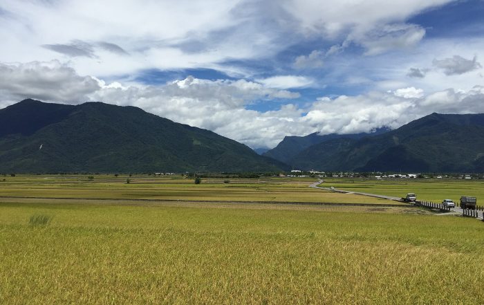 台東・池上の秋、黄金色に実った稲穂が広がる水田