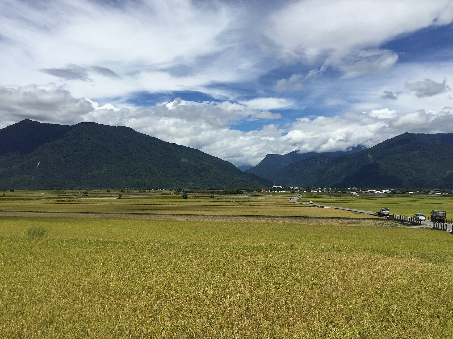 Golden rice ears ripening in an autumn paddy field in Chihshang, Taitung