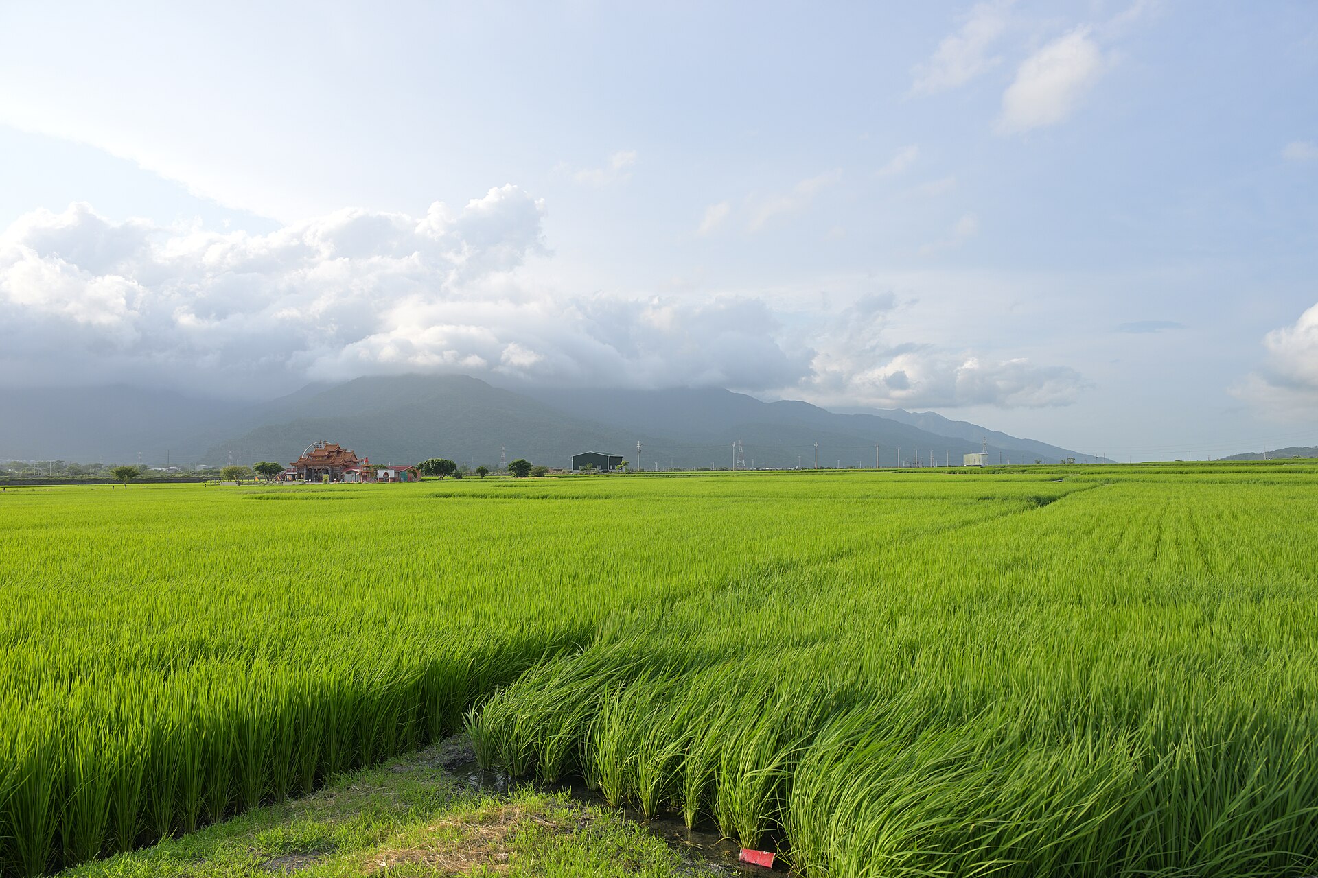 Chihshang rice paddies with a line of mountains behind them