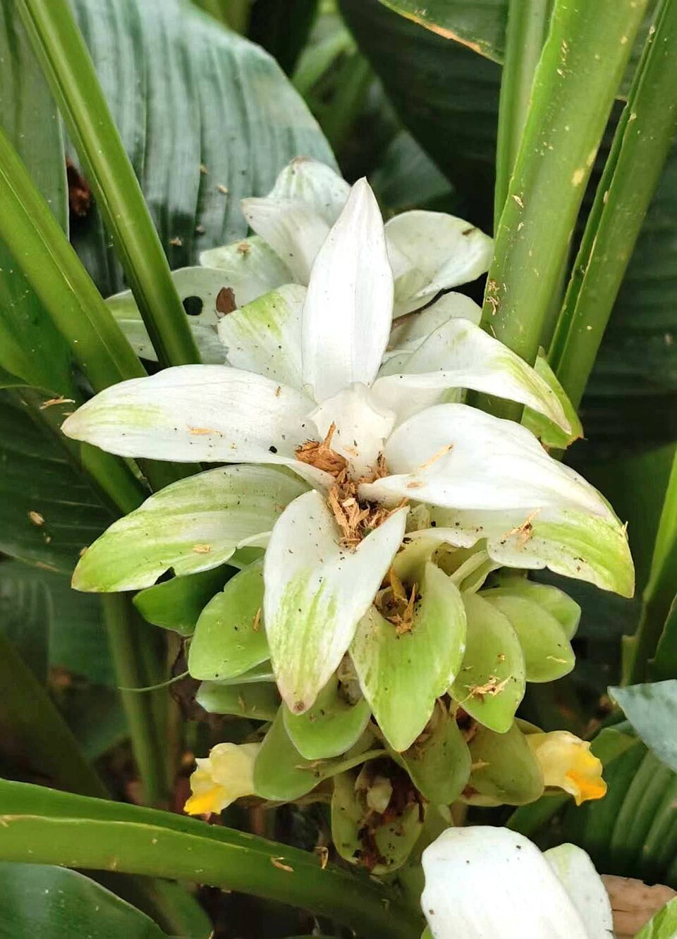 A close-up of a turmeric flower photographed in Nanzhuang, Miaoli