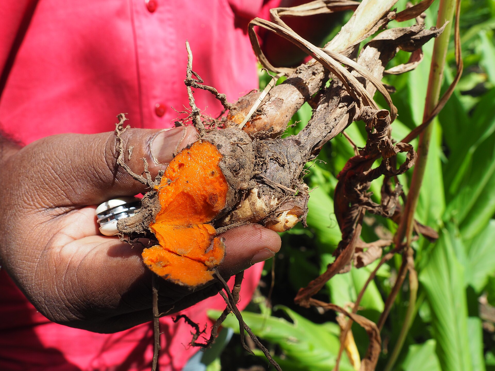A close-up of a freshly cut turmeric rhizome showing its cross-section