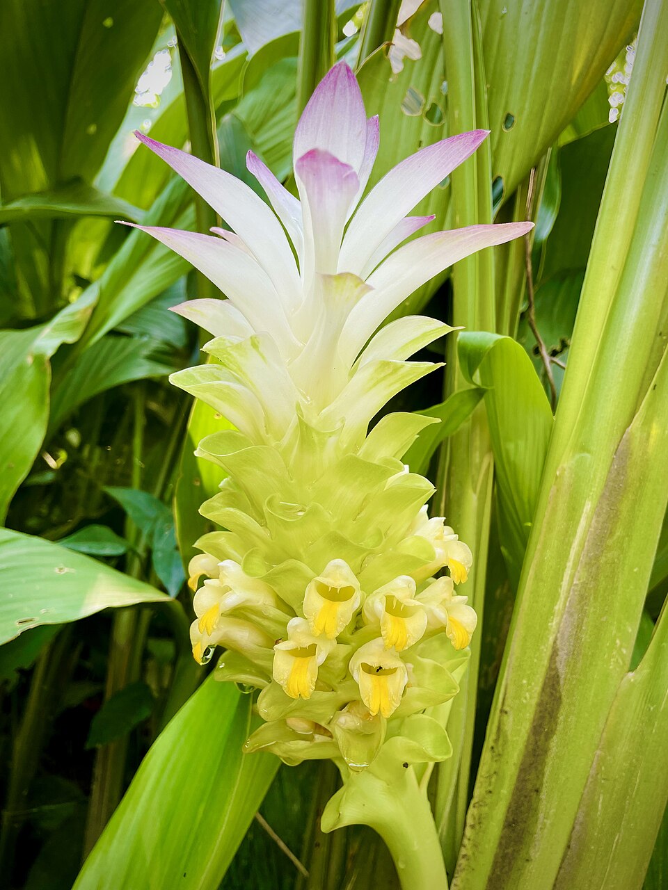 A close-up of a turmeric inflorescence