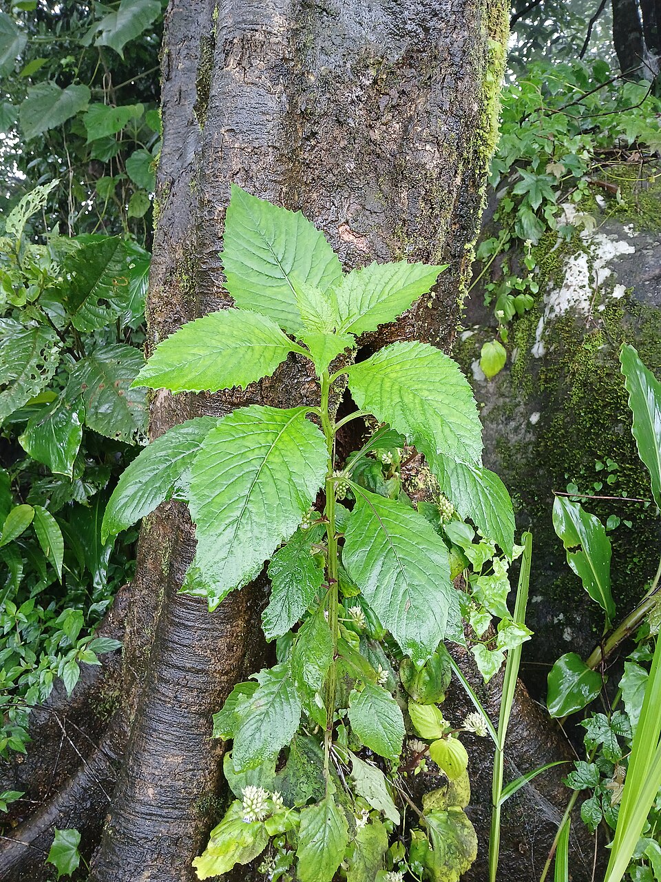 A close-up of redflower ragleaf