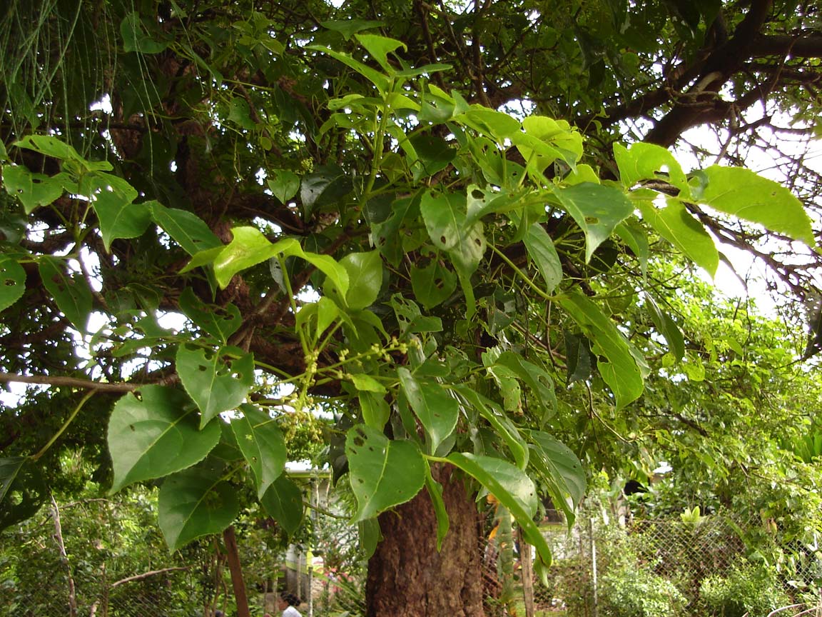 A close-up of bishopwood leaves on a tree
