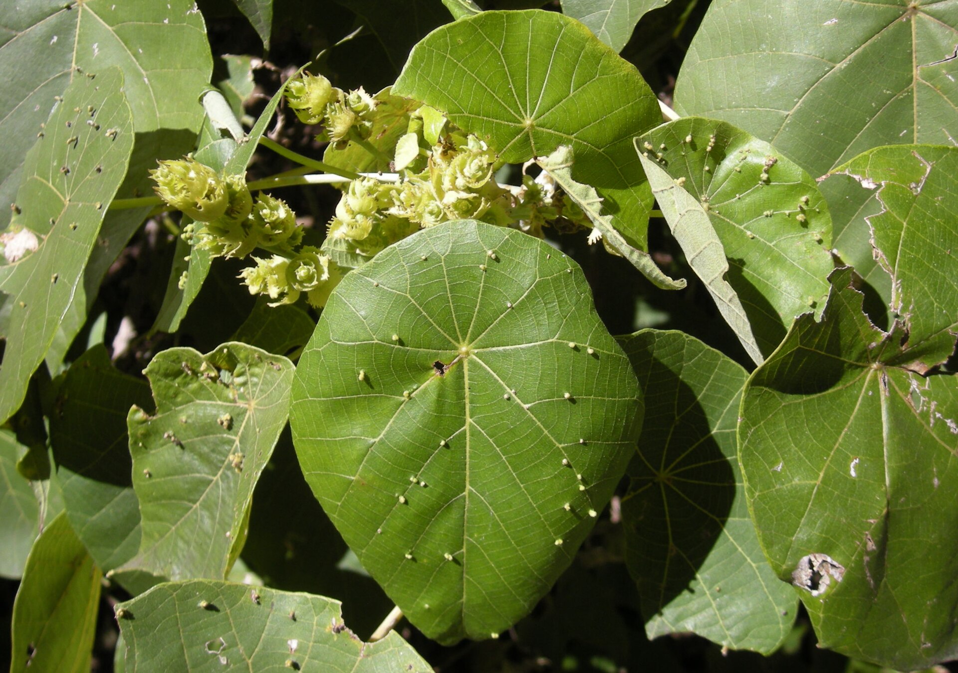 A close-up of the leaves of a parasol leaf tree