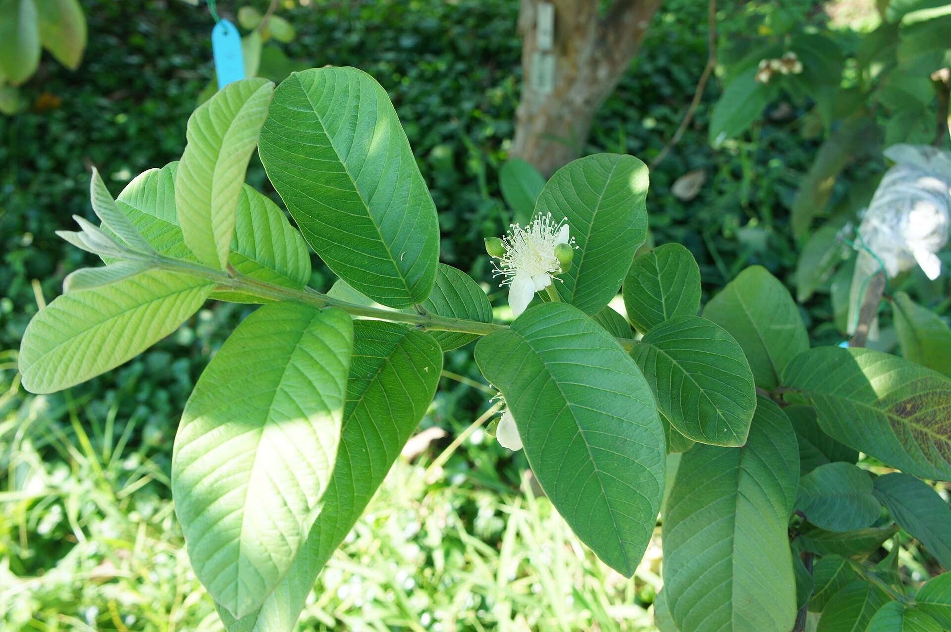 Guava branches and leaves, a Taiwanese cultivar