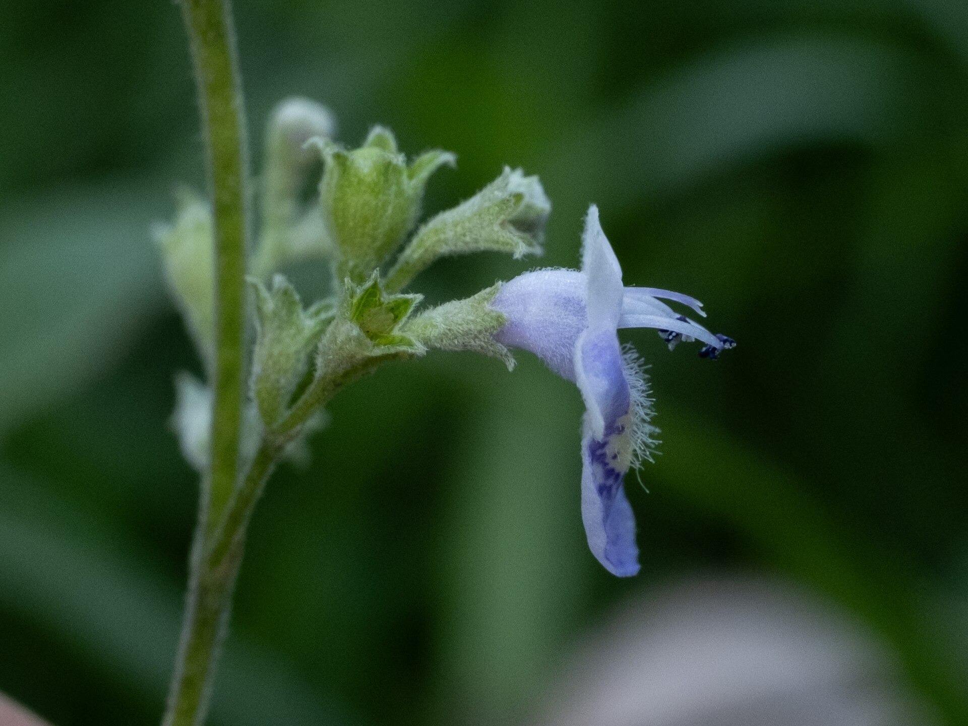 A close-up of the flowers of a five-leaved chaste tree